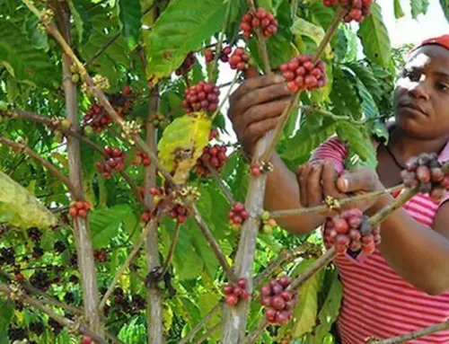 Ruta del Café